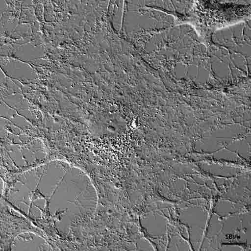 image002.jpg (25809 bytes)