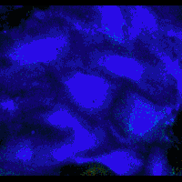 controlfilm.gif (286174 bytes)