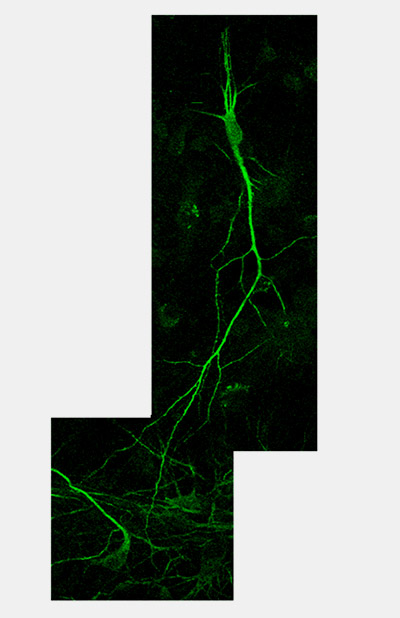 neuronmap2.jpg (48358 bytes)